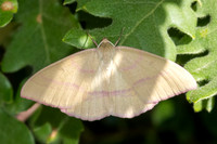 Rhodostrophia calabra-9011 - Artigues - 6/06/25
