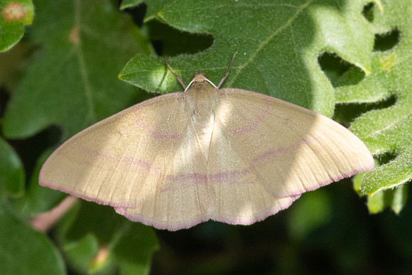 Rhodostrophia calabra-9011 - Artigues - 6/06/25