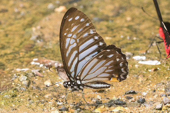 Graphium xenocles-9181- Chiang Dao - 11/03/23
