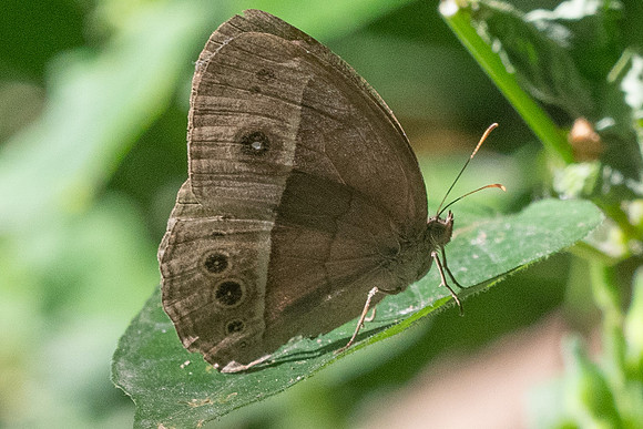 Mycalesis sangaica tunicula-2741 - Chiang Rai - 18/11/23