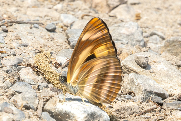 Neptis zaida-3651 - Doi Inthanon - 23/03/25