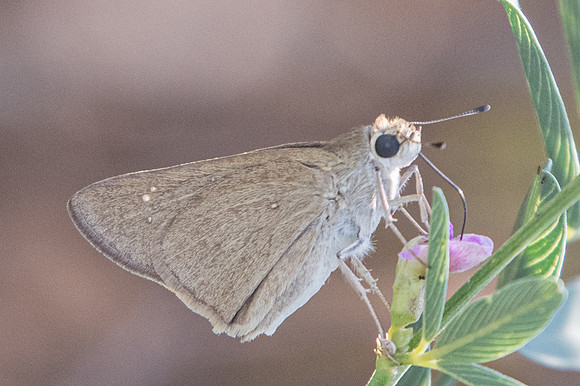 Pelopidas thrax id--6575
