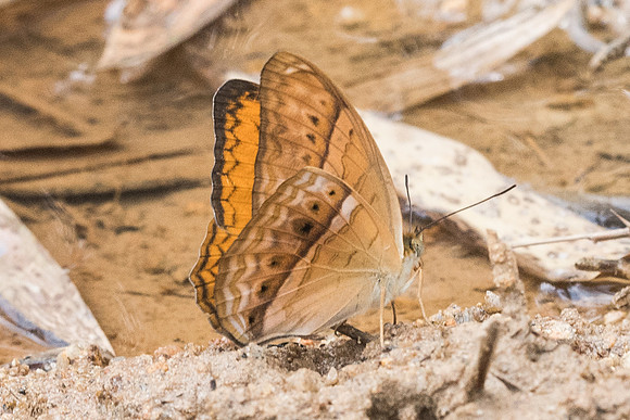 Cirrochroa tyche mithila-8490 - Koh Samui - 16/03/23