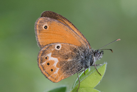 Coenonympha corinna-8415 Venaco 14/06/23