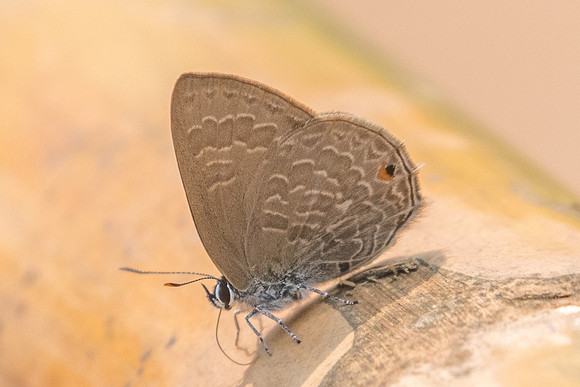 Anthene emolus-1544 - Chiang Dao- 11/03/23