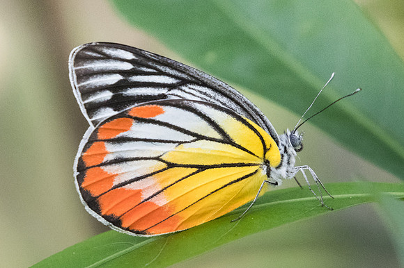 Delias hyparete indica-9566 -Bangkok - 22/03/23