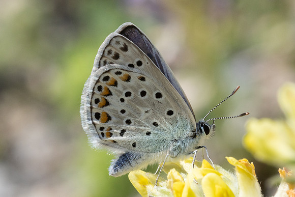 Polyommatus escheri-9928