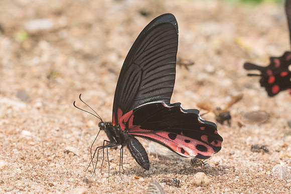 Papilio alcmenor publilius-0799 - Chiang Dao - 11/03/23