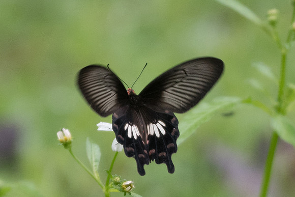 Pachliopta aristolochiae asteris -6989 - Khao Phanom Bencha National Park - 27/11/23