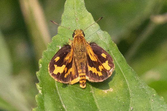 Potanthus nesta-2098 - Chiang Dao - 18/03/24