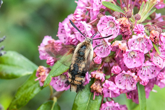 11072012-Hemaris aethra-1789