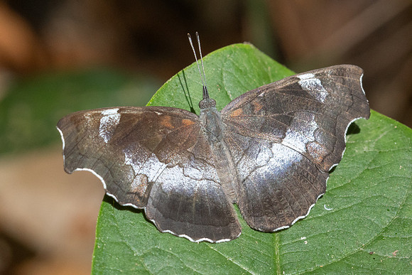 Laringa horsfieldii glaucescens-5818 - Doi Suthep 1577m - 27/03/25