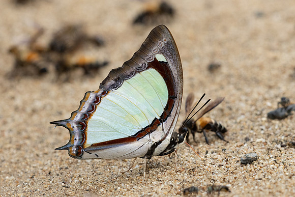 Polyura jalysus-1691 - Chiang Dao - 17/03/24