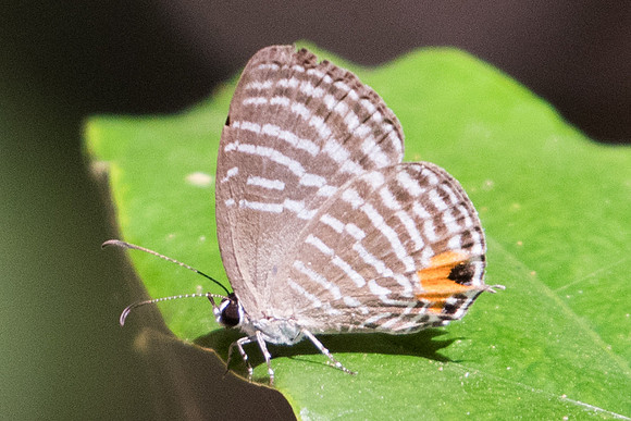 Jamides malaccanus-1041 - Koh Samui - 18/03/23