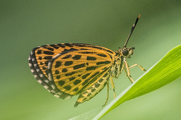 Ochus subvittatus-2330  - Chiang Dao - 17/11/23