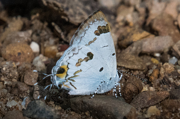 Hypolycaena othona othona-1924 - Chiang Dao - 15/11/23