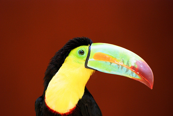 Toucan