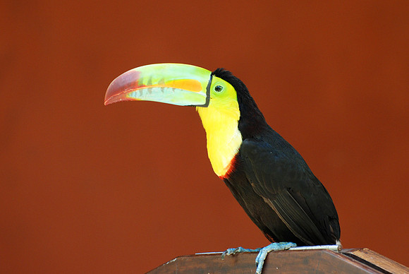 Toucan