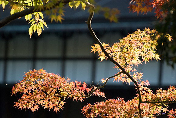 13112008-Palais impérial Kyoto