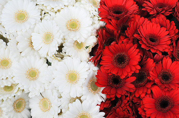 Fleurs 3943