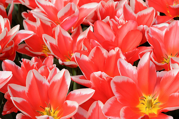 Keukenhof avril 10