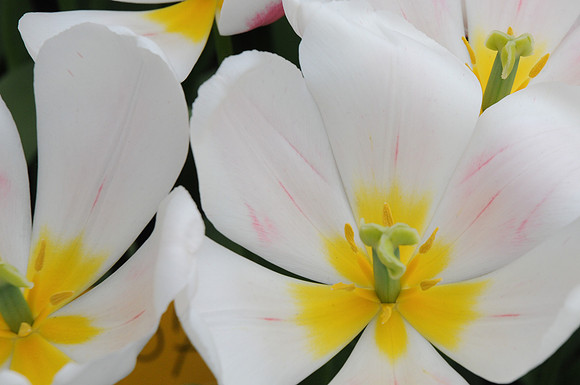 Keukenhof 2 avril 10