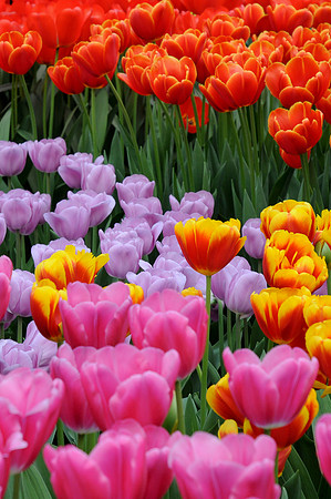 Keukenhof avril 10