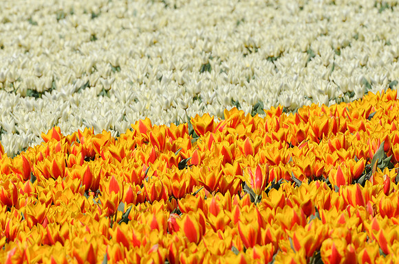 Keukenhof avril 10
