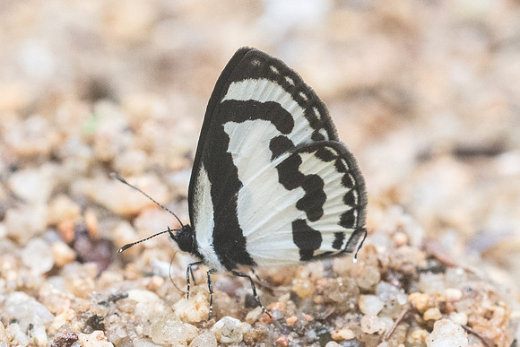 Caleta roxus pothus-1531- Koh Samui - 18/03/23