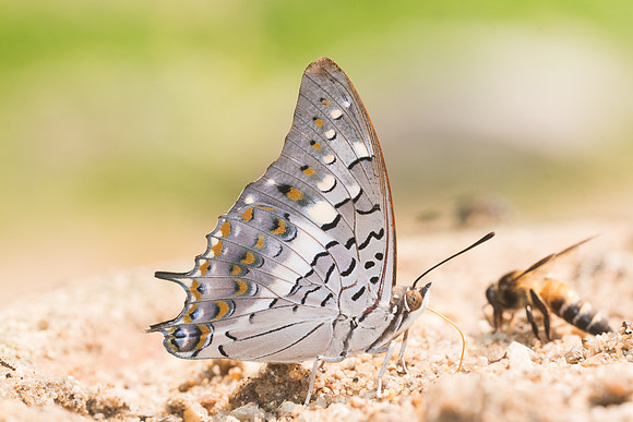 Charaxes solon sulphureus -9310- Chiang Dao  - 11/03/23