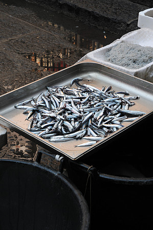 07072010-Marché poisson Catane (216)