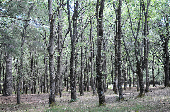 10072010-Etna Nord (27)