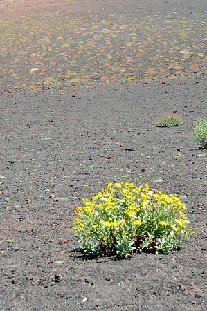 16072010-Etna Sud (113)