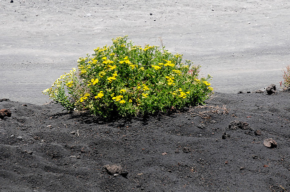 16072010-Etna Sud (474)