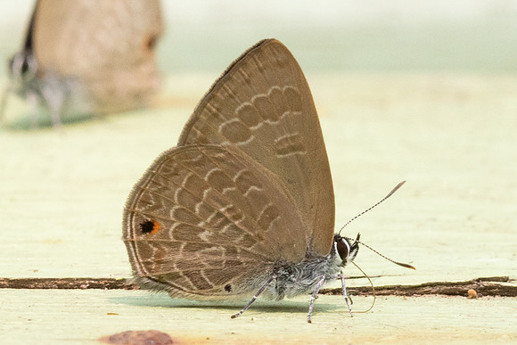 Anthene emolus-2351 - Chiang Dao - 18/03/24