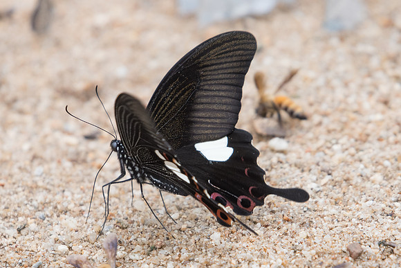Papilio helenus helenus -1718 - Chiang Dao  - 11/03/23