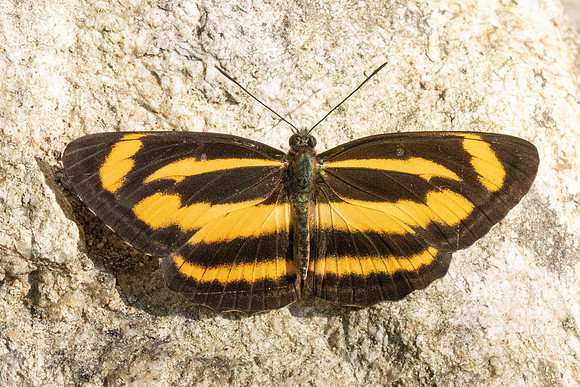Neptis zaida-3586 - - Doi Inthanon - 23/03/25