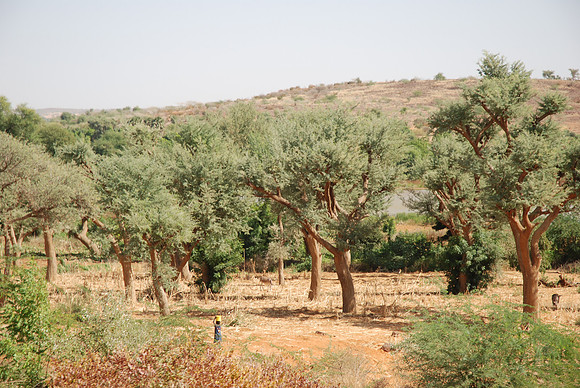 10122007-Route Niamey Tahoua-0202