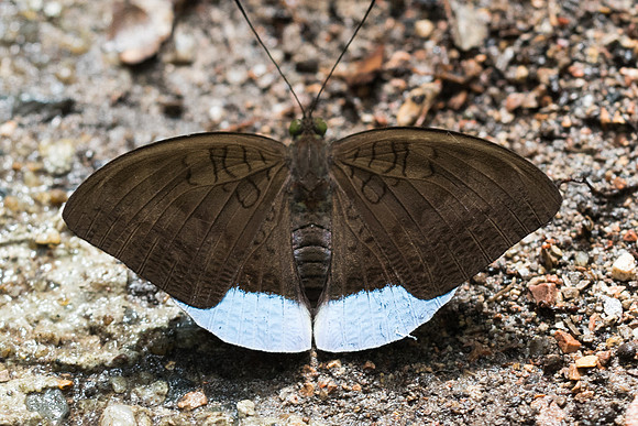 Tanaecia julii xiphiones-6500  - Railay - 25/11/23