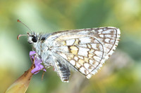 Pyrgus sidae-9200 - Puits de Rians - 6/06/25