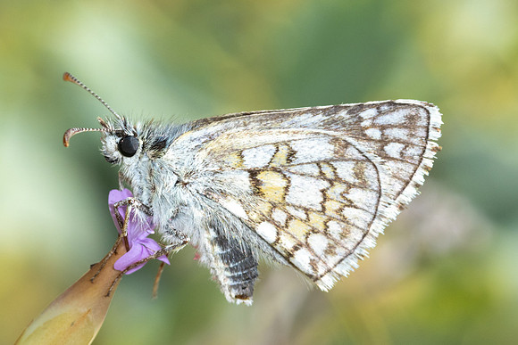 Pyrgus sidae-9200 - Puits de Rians - 6/06/25