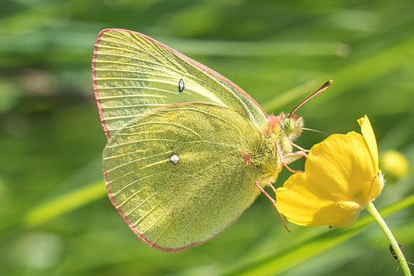 Colias palaeno-2362 - Noël-Cerneux - 12/06/22