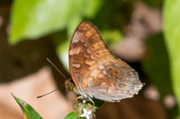 Vagrans sinha sinha-0638 - Chiang Dao - 16/11/23