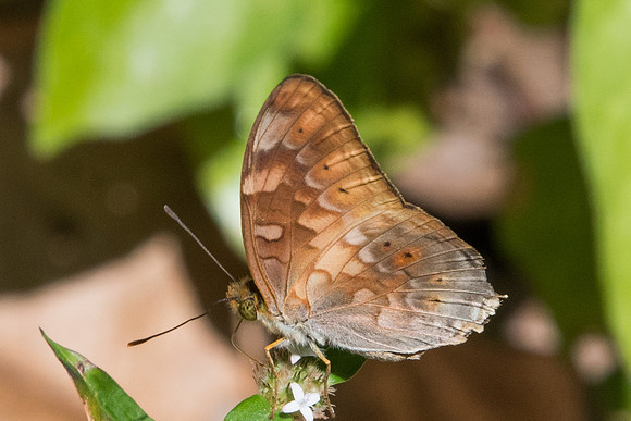 Vagrans sinha sinha-0638 - Chiang Dao - 16/11/23