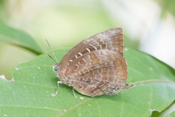 Arhopala centaurus nakula-2789 - Koh Samui - 19/03/23