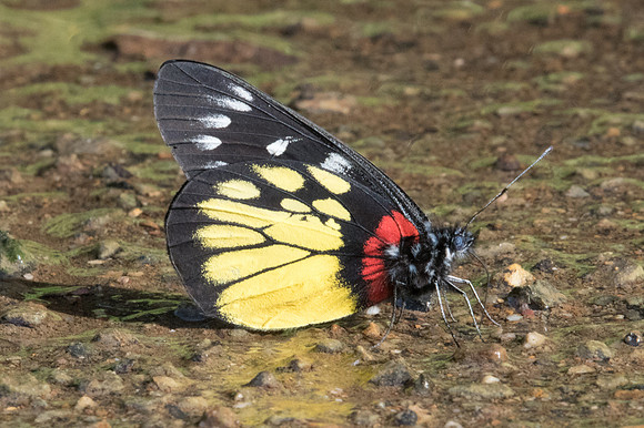 Delias pasithoe pasithoe-1816 - Chiang Dao - 15/11/23