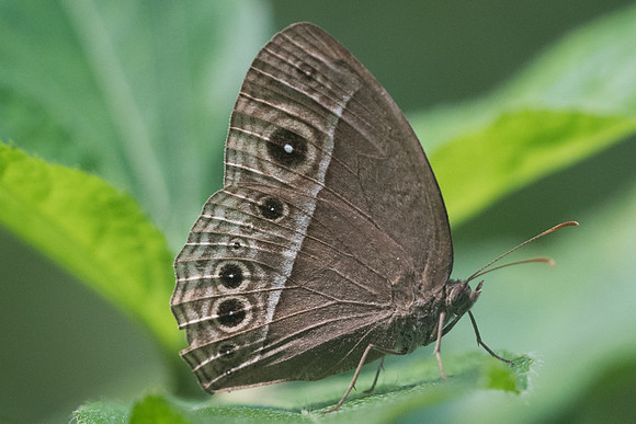 Mycalesis intermedia id-9641 - Chiang Dao -14/11/23