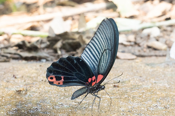 Papilio memnon agenor-3531 - Chiang Dao - 19/03/24