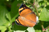 Doleschallia bisaltide-0161 - Chiang Dao - 16/11/23