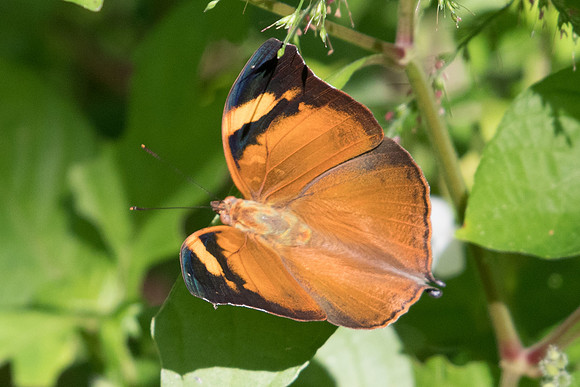 Doleschallia bisaltide-0161 - Chiang Dao - 16/11/23